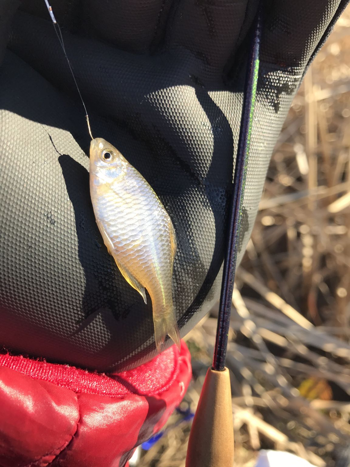 冬、のんびり、タナゴ釣り