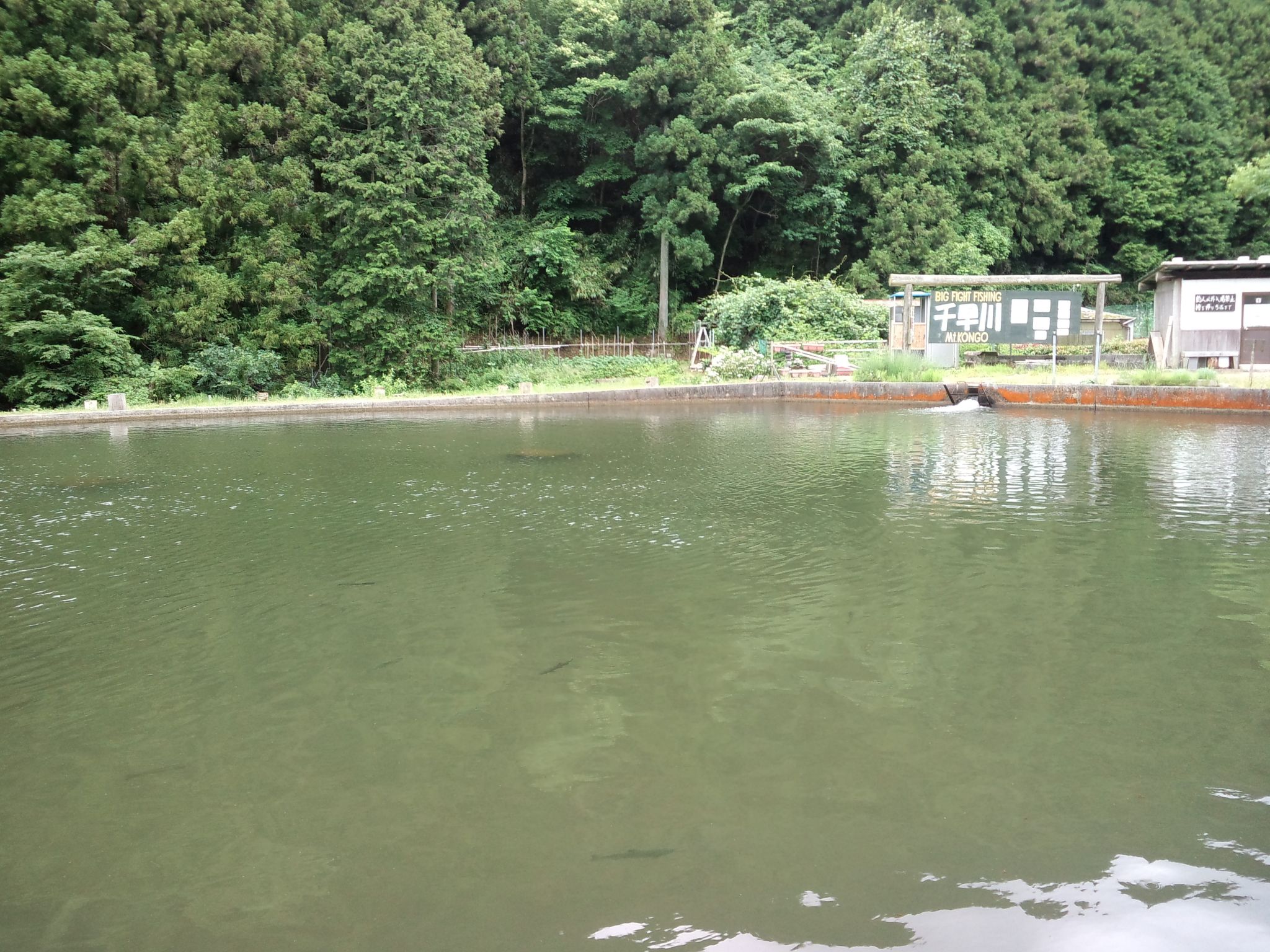 梅雨入り翌日、千早川マス釣り場へ