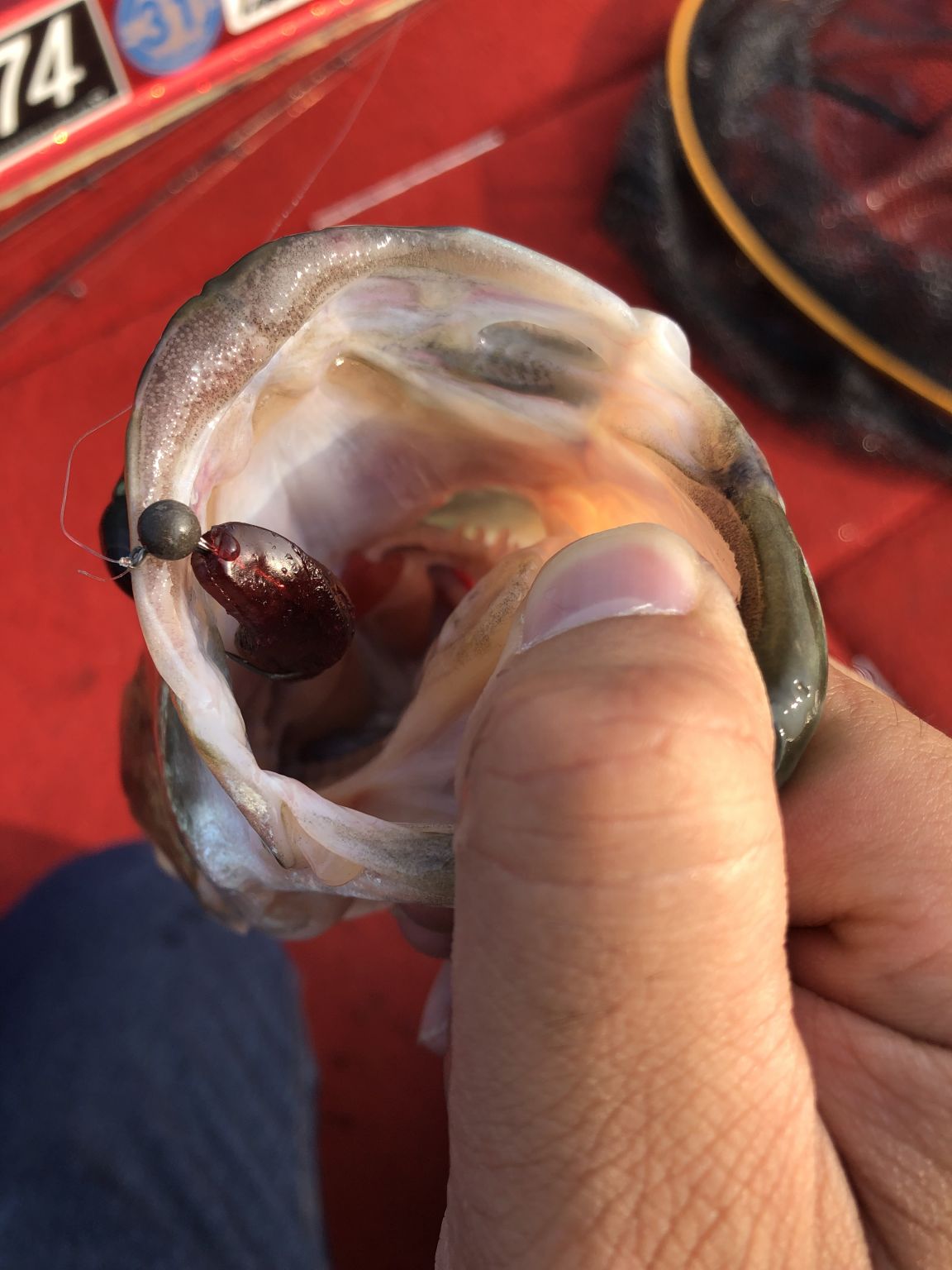 琵琶湖バス釣り