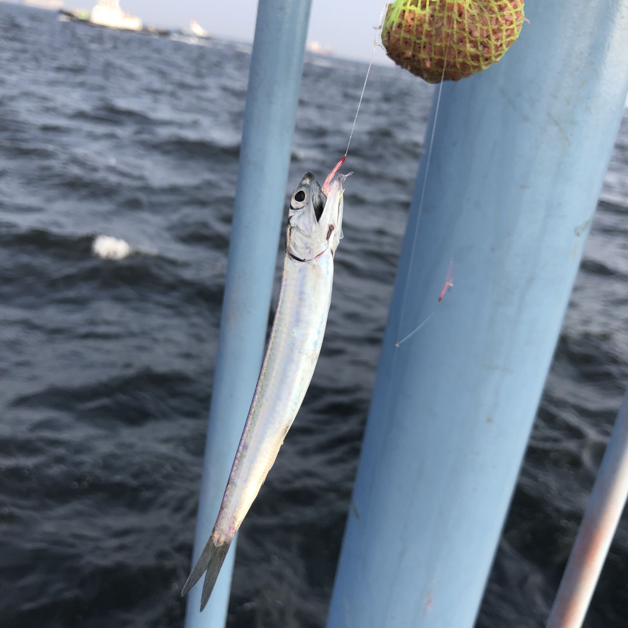 初めての釣り公園！