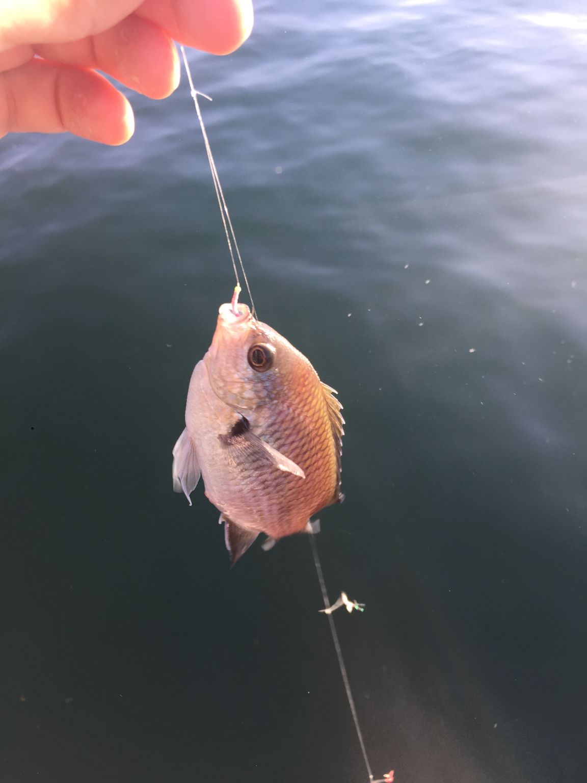 とっとパーク小島にてサビキ釣り！！