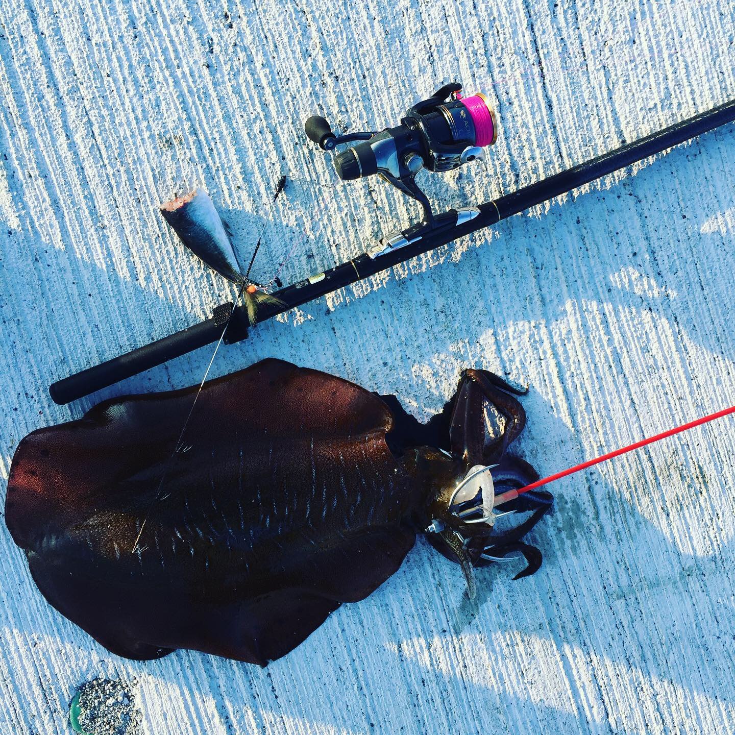 ２日間の釣果！