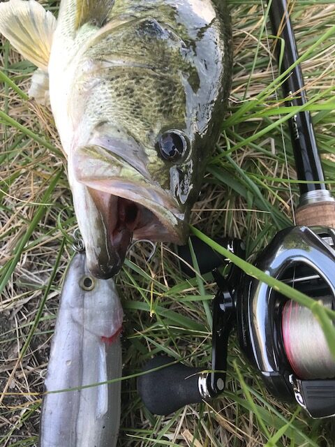 マグナムな琵琶湖釣行