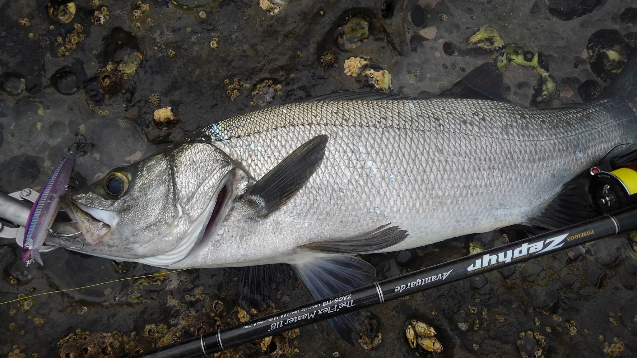 暑いけどまだまだヒラスズキ釣り。