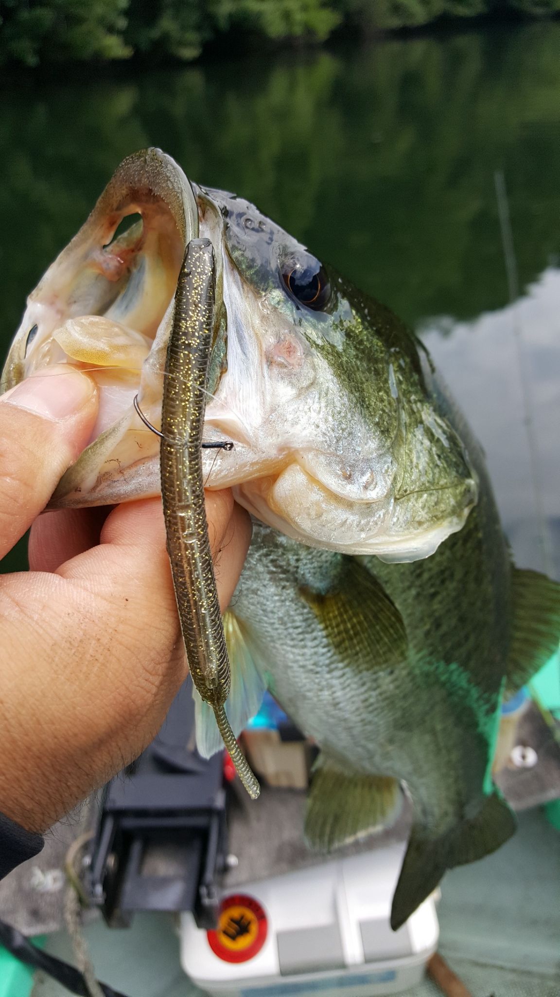 夏の津風呂湖釣行！