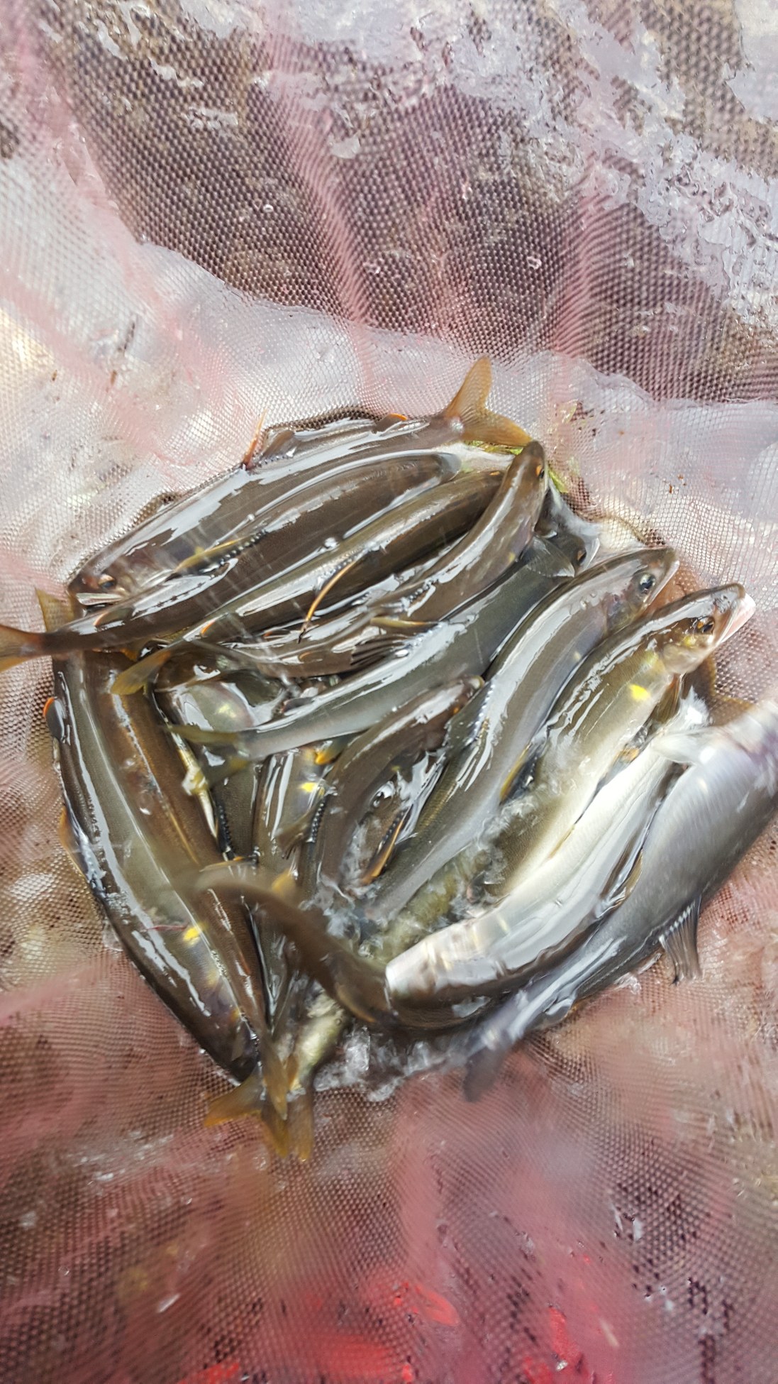 天川で癒しの鮎釣り！