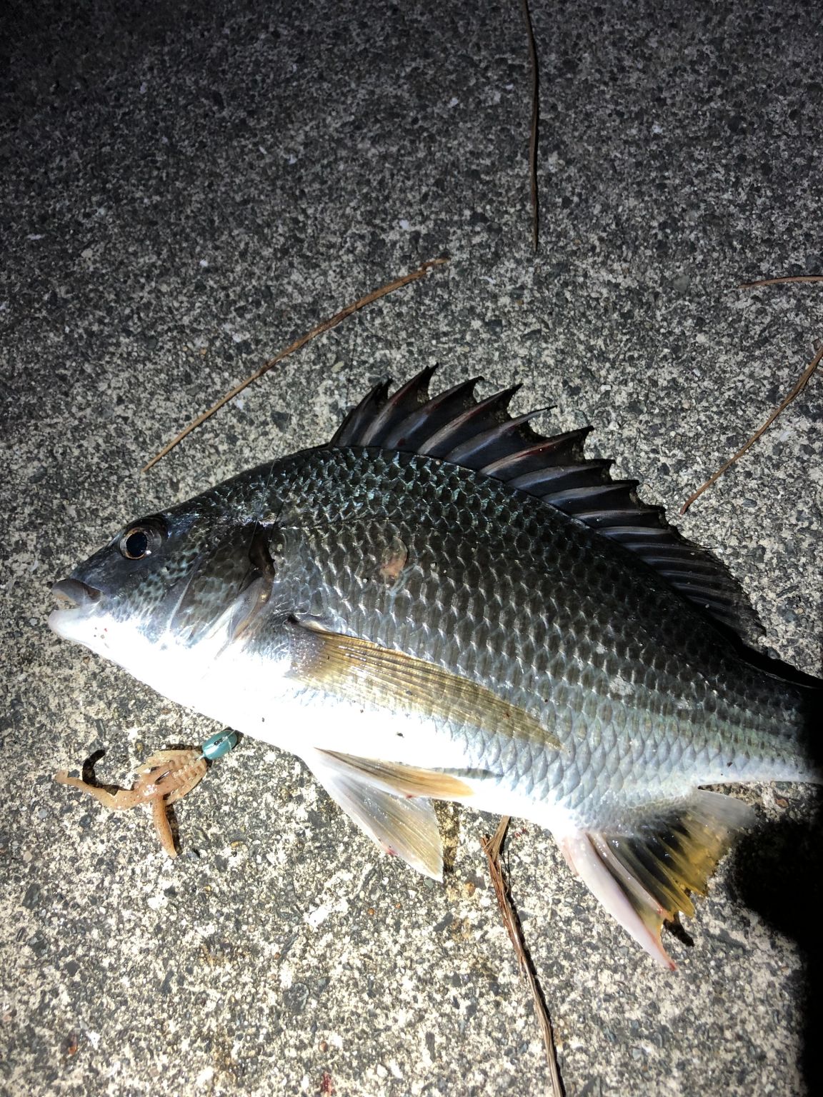 安定の浜寺チニング！！