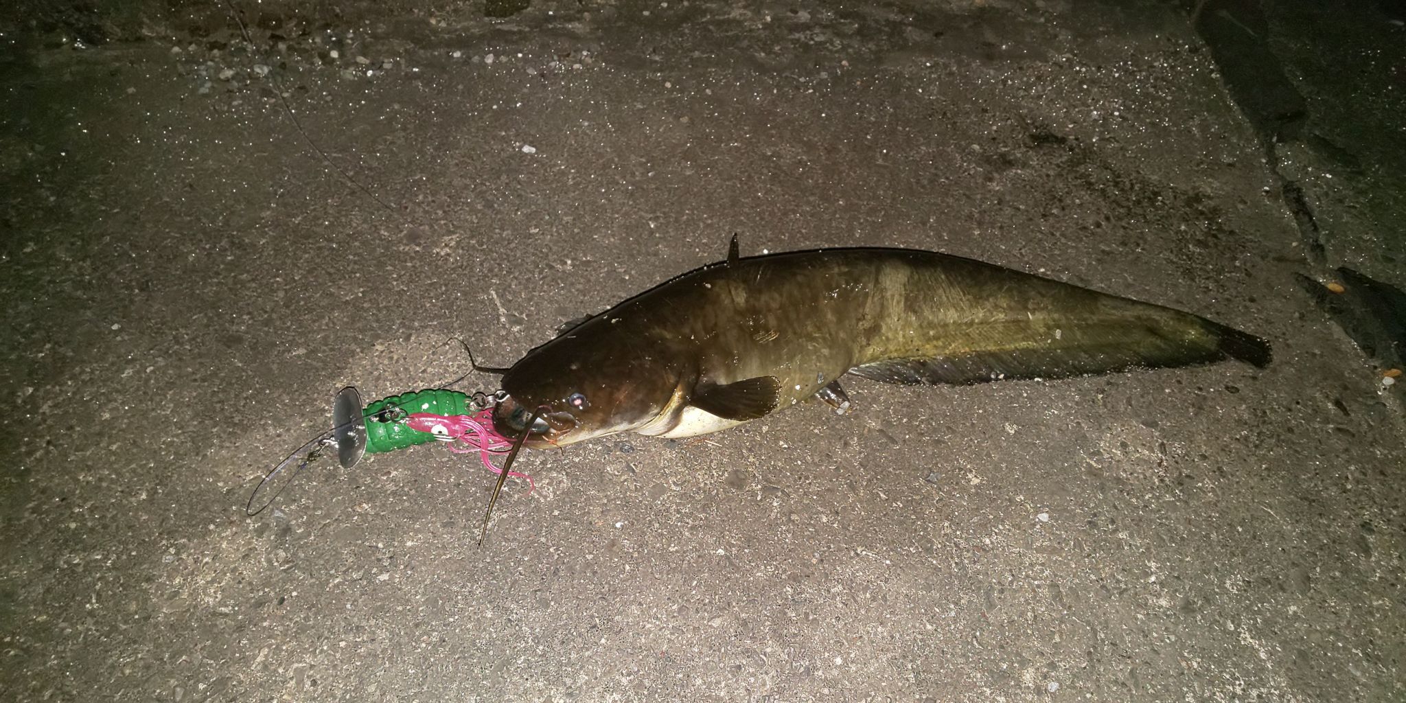 ナマズ釣り探索