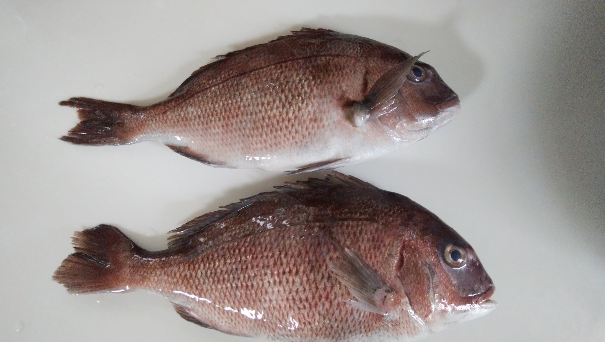 伊豆の筏釣り堀でタイ✨釣れました〜