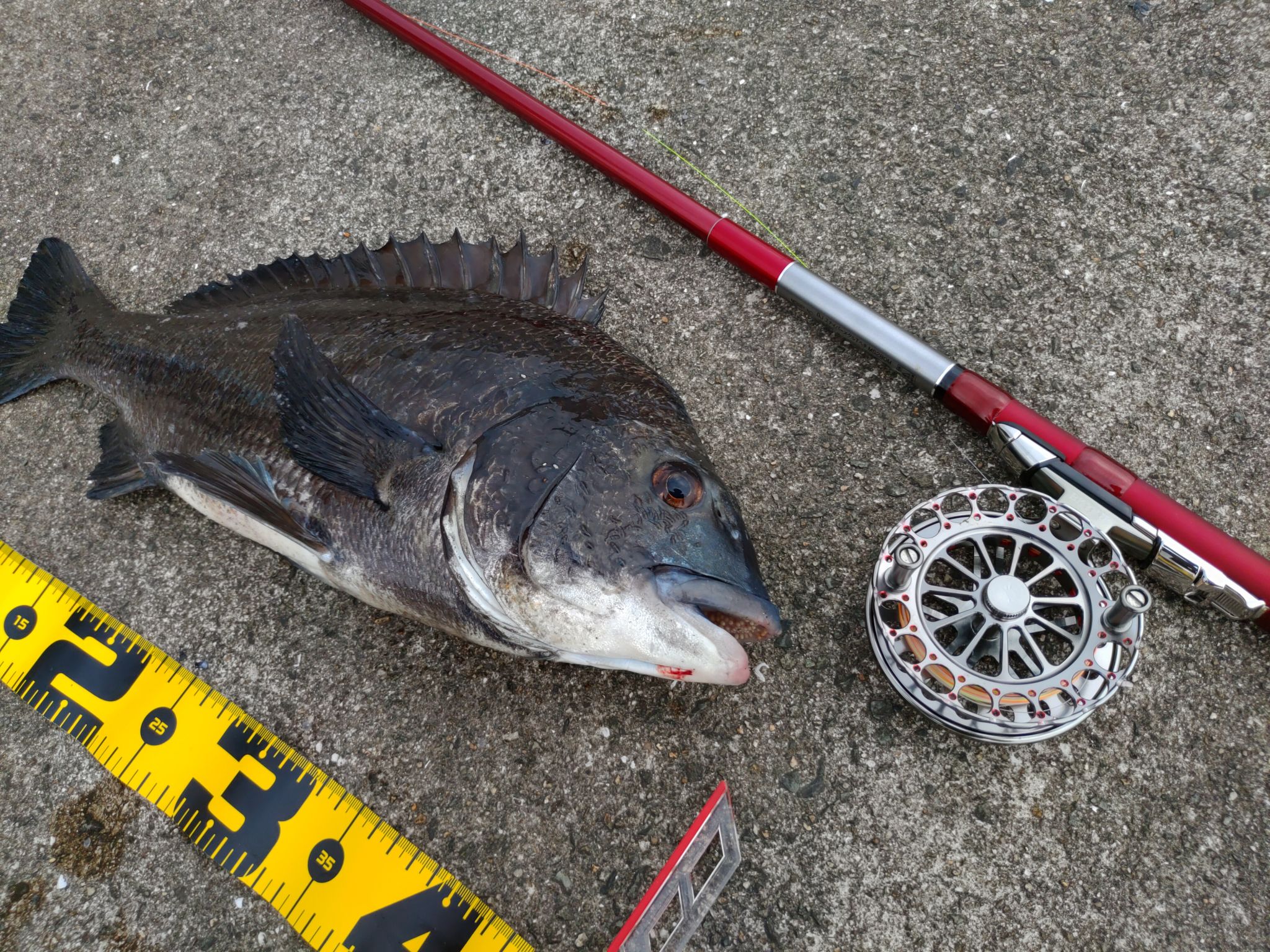 尼崎で初めての黒鯛ヘチ釣り