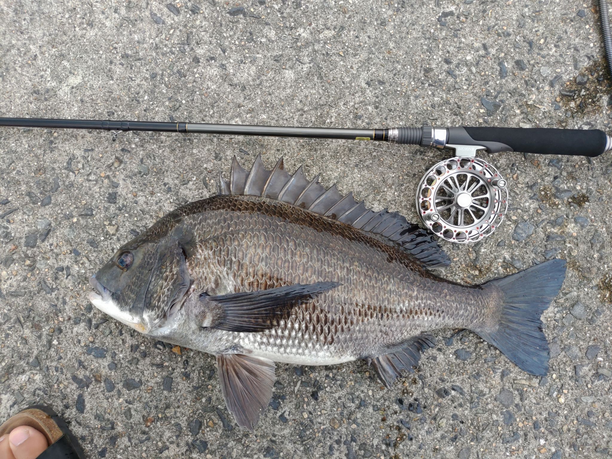 ヘチ釣り最高です。