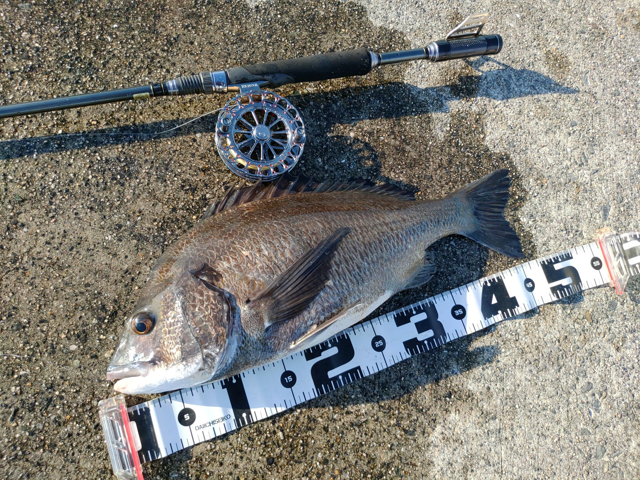 今日もヘチ釣り