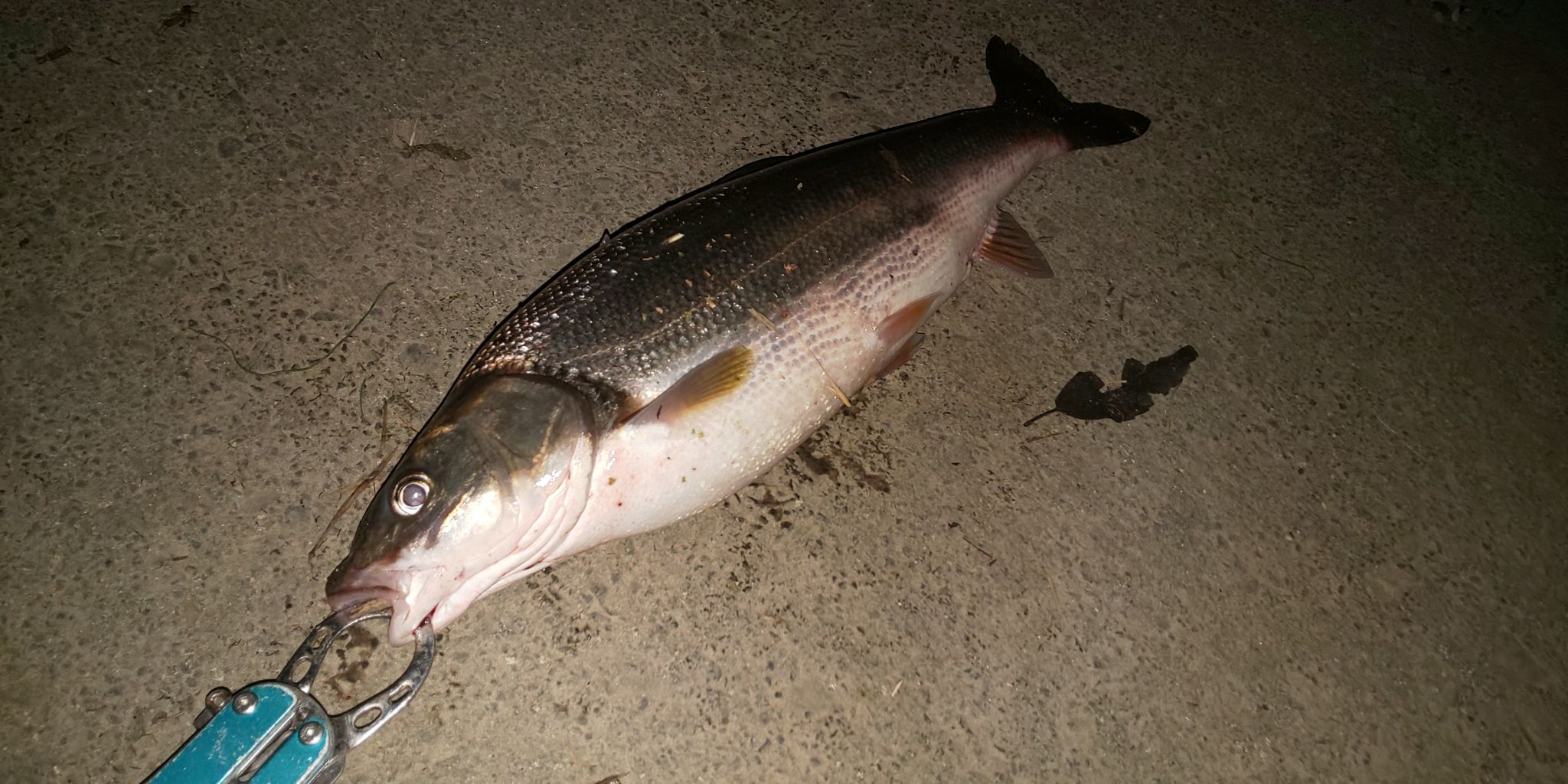 日本海へドライブと少しだけ釣りを楽しんできました