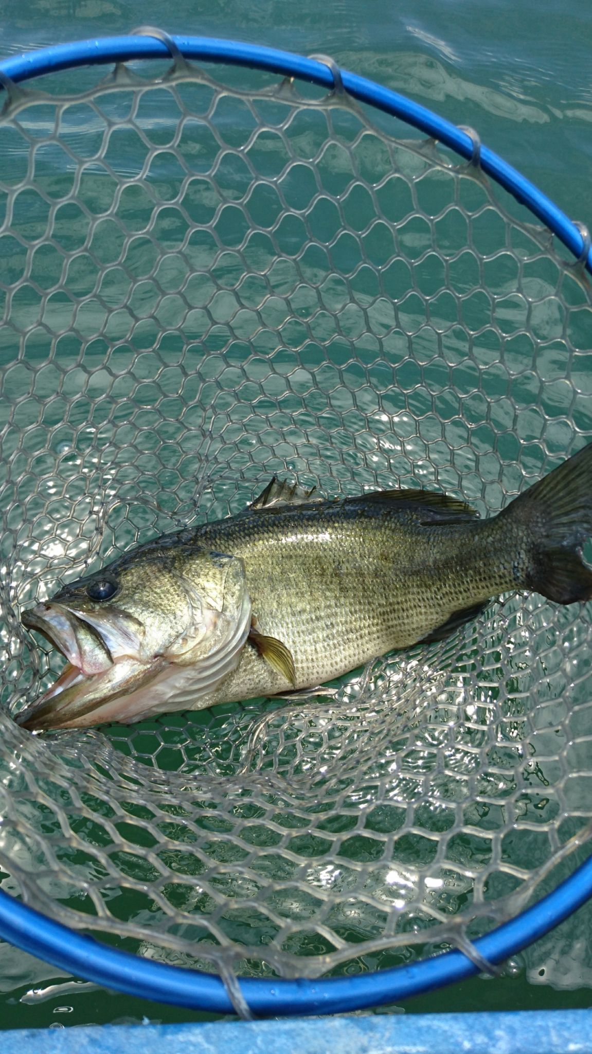 真夏の琵琶湖でバス釣り