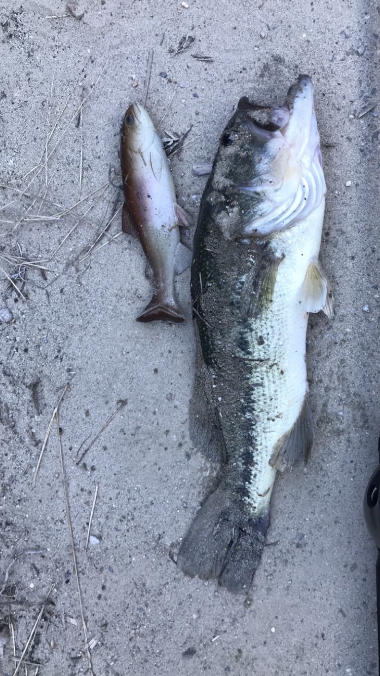 兵庫県河川ちょこっと釣行