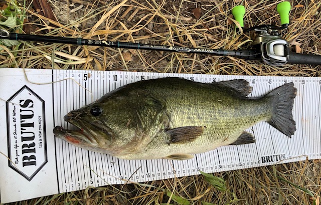 琵琶湖で小バスの数釣り！50upもキャッチ！！