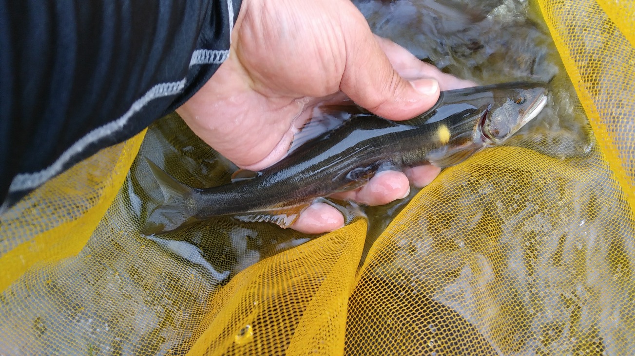 桂川の鮎釣り　4回目