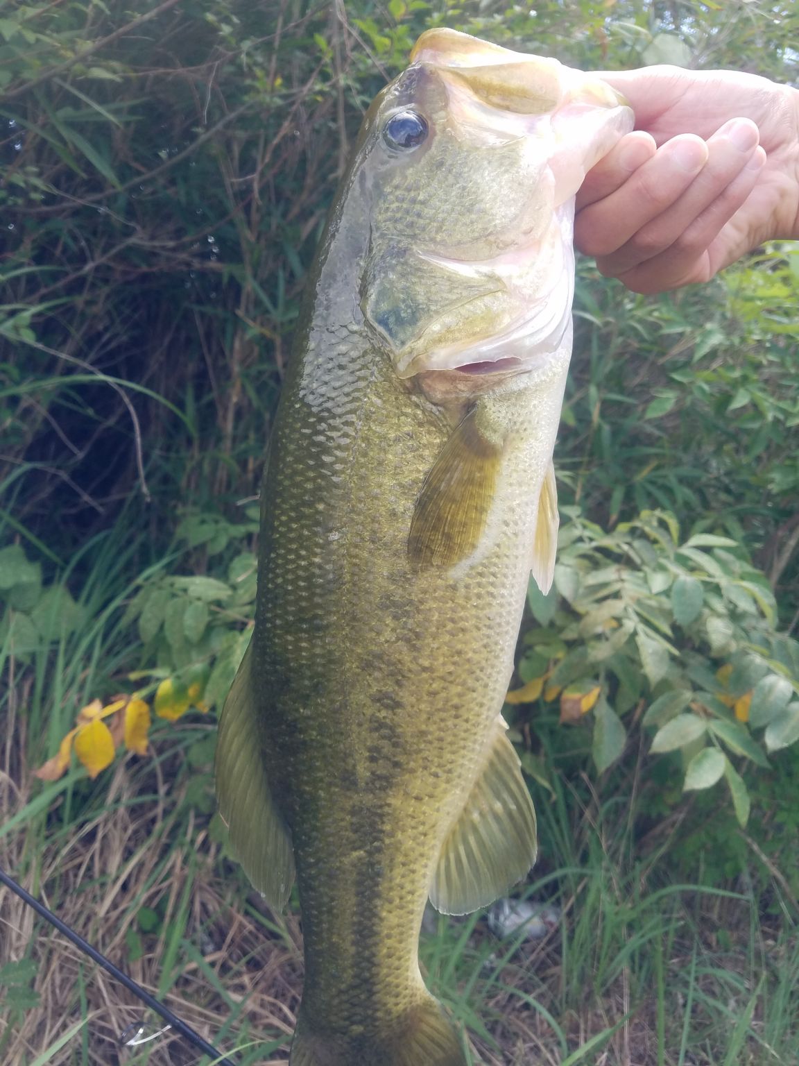 コイケFよく釣れます