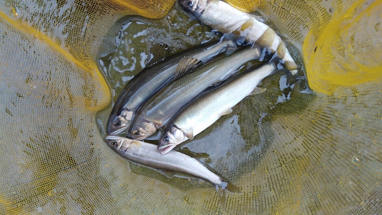 中津川の鮎釣り