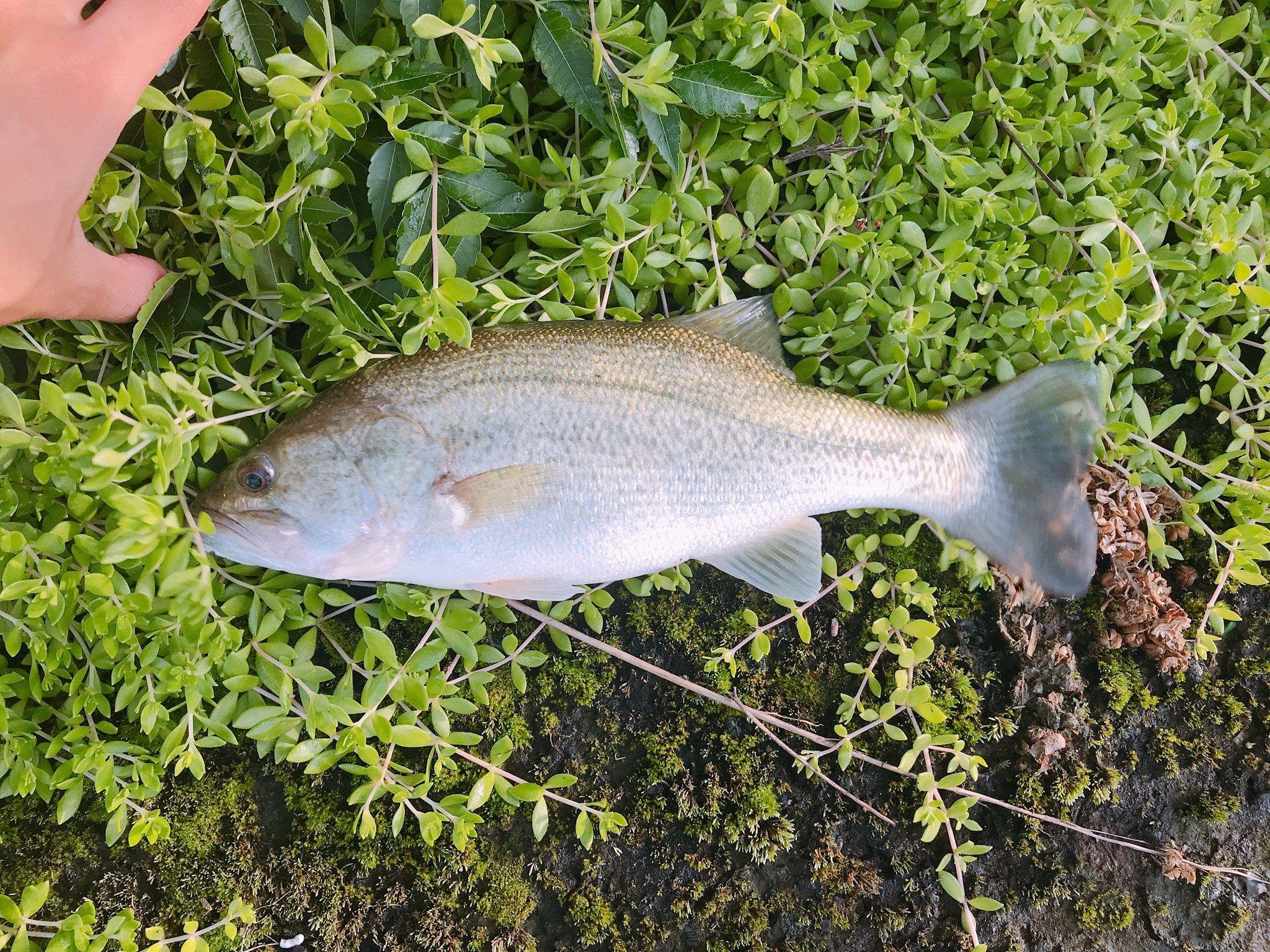 宇治川からの琵琶湖釣行