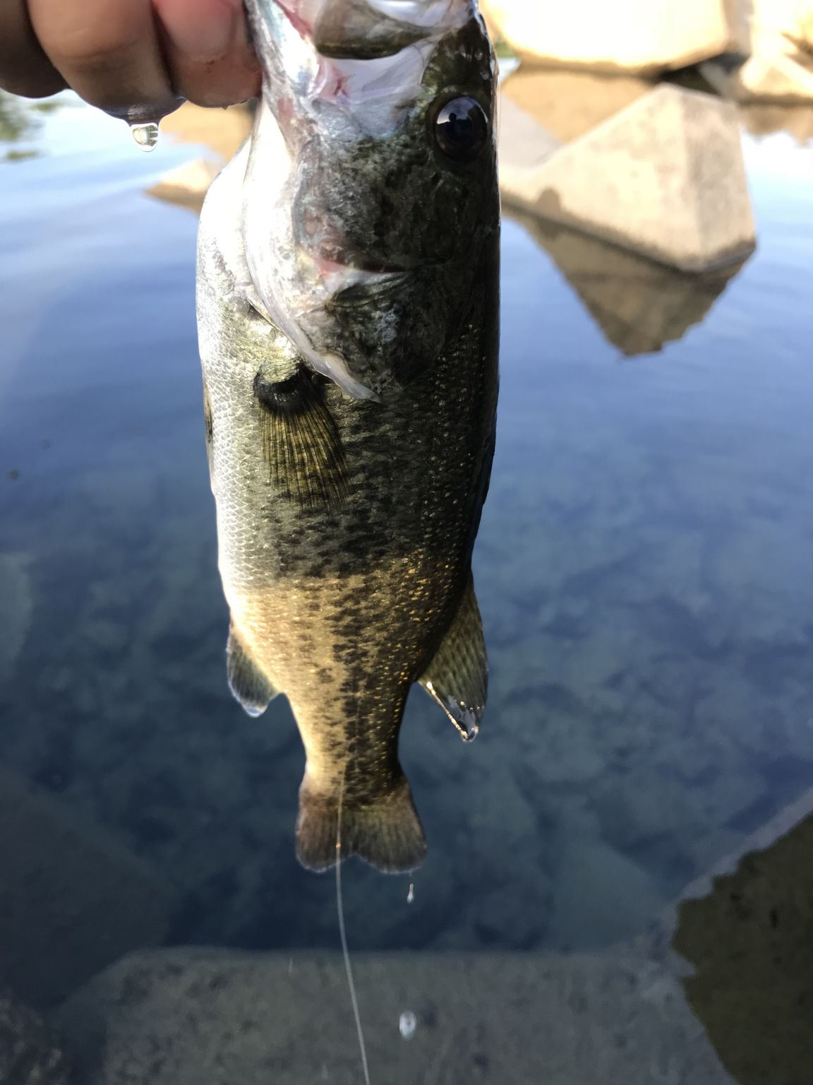 これぞ数釣り