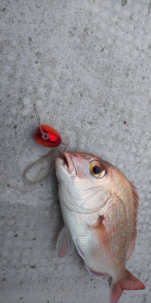 伊勢湾太刀魚ジギング＆鯛ラバ