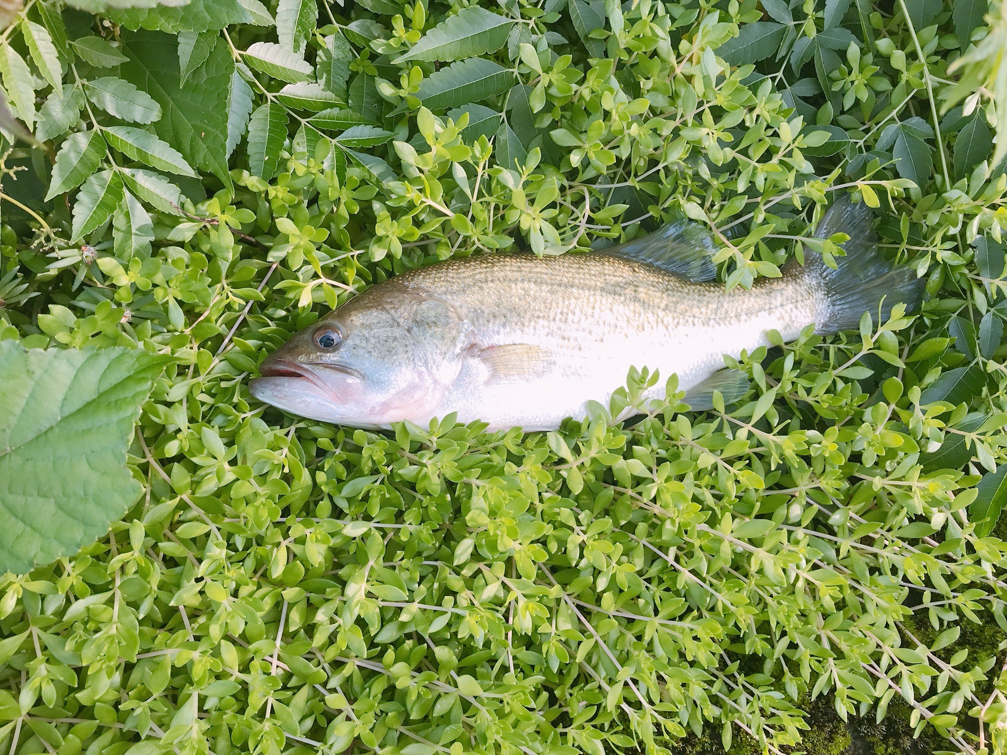 出勤前の30分釣行