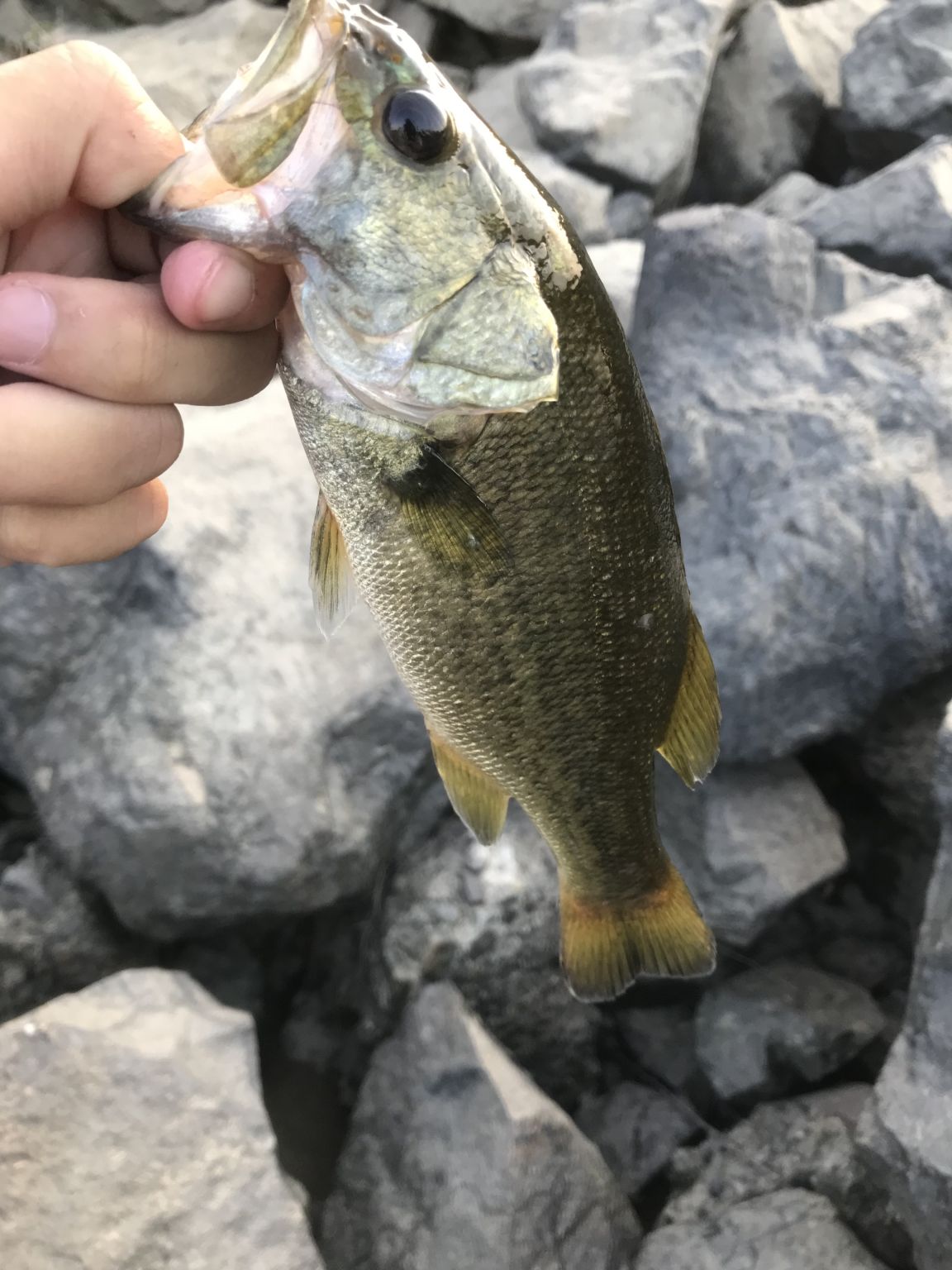 今日もまた釣りに行きました