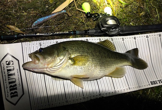 琵琶湖夜釣り フルスイングで炸裂！