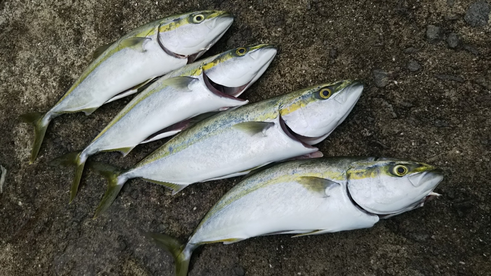 ショアで青物・タチウオ・ライトゲーム