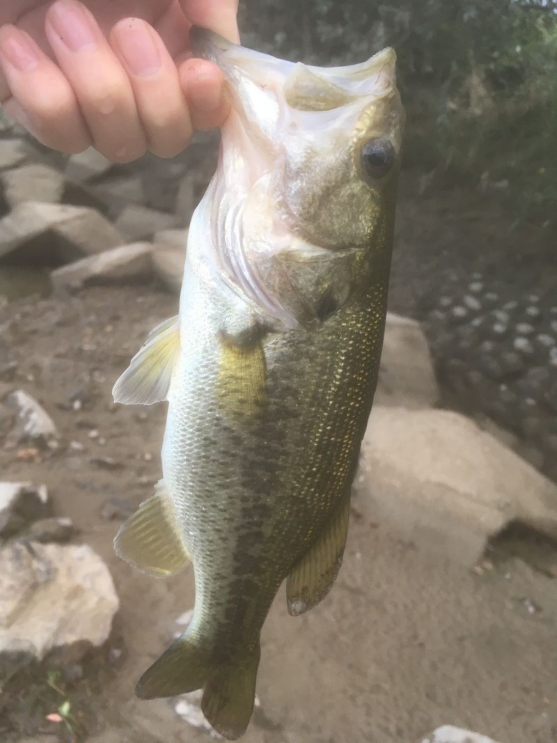 巻き物ゴリゴリドンッの巻