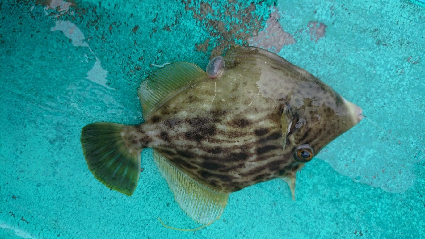 今シーズン初カワハギ釣り！和歌山湯浅栖原かるも丸