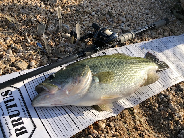 湖西陸っぱりステルスセブンで良型キャッチ！