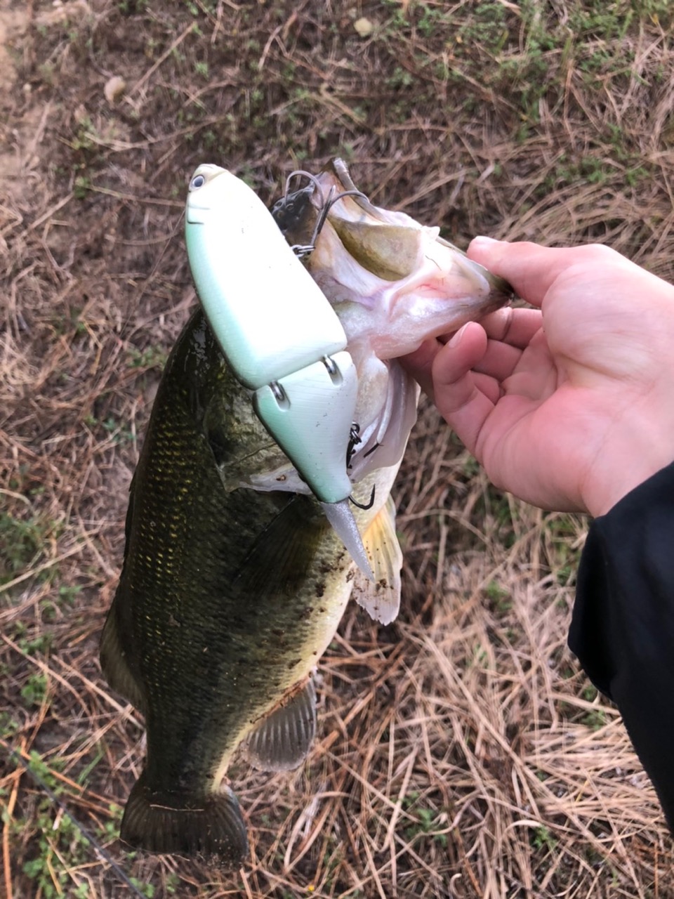 野池バス釣り