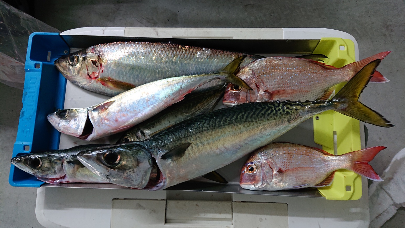 またまた加太へ小物釣り