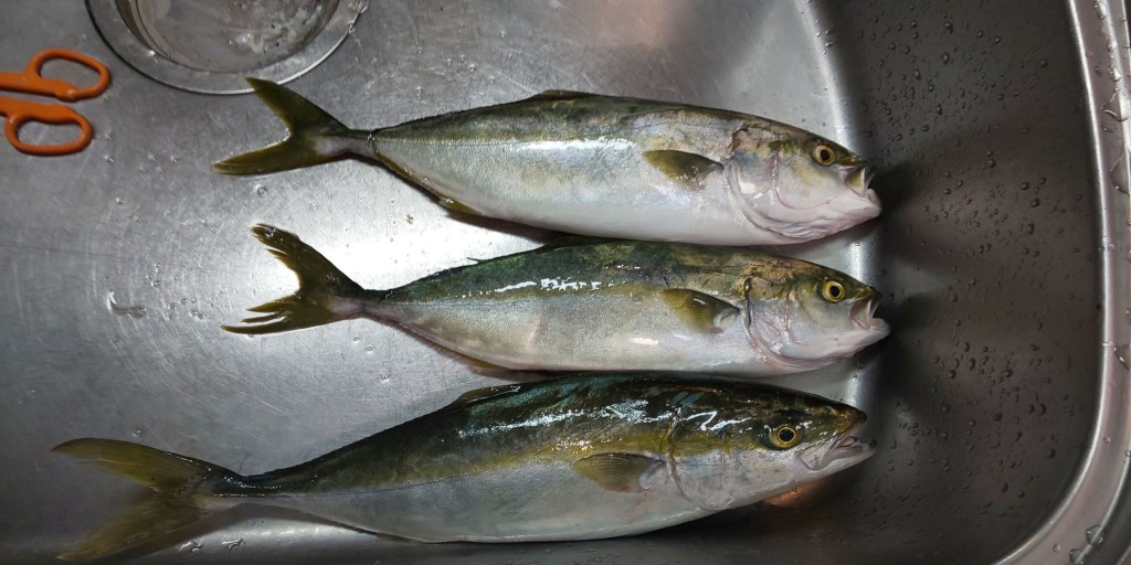 東京湾沖堤防　タコ青物釣り