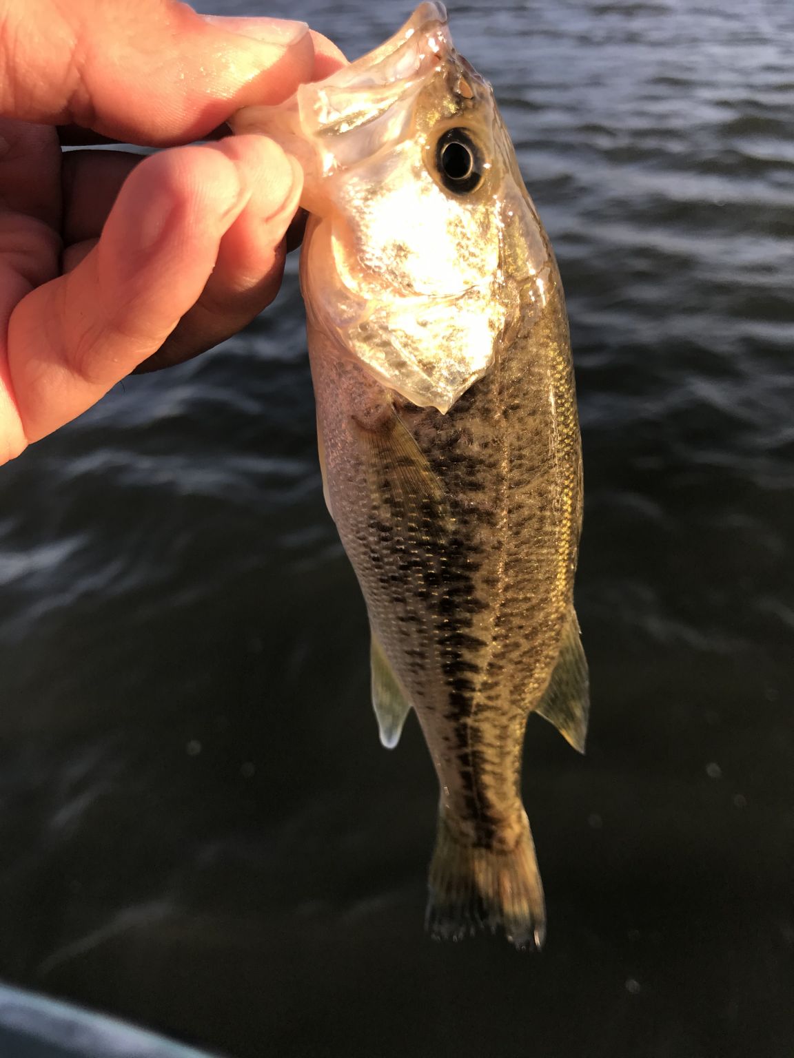 釣りクラブin琵琶湖