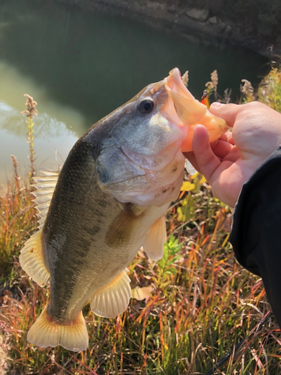 野池バス釣り