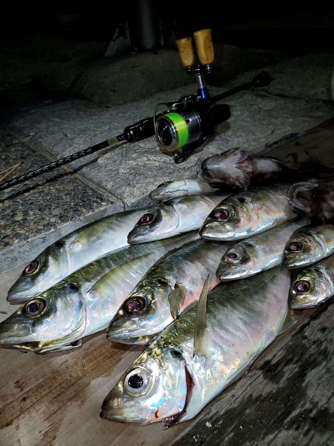 デカアジが釣りたい！