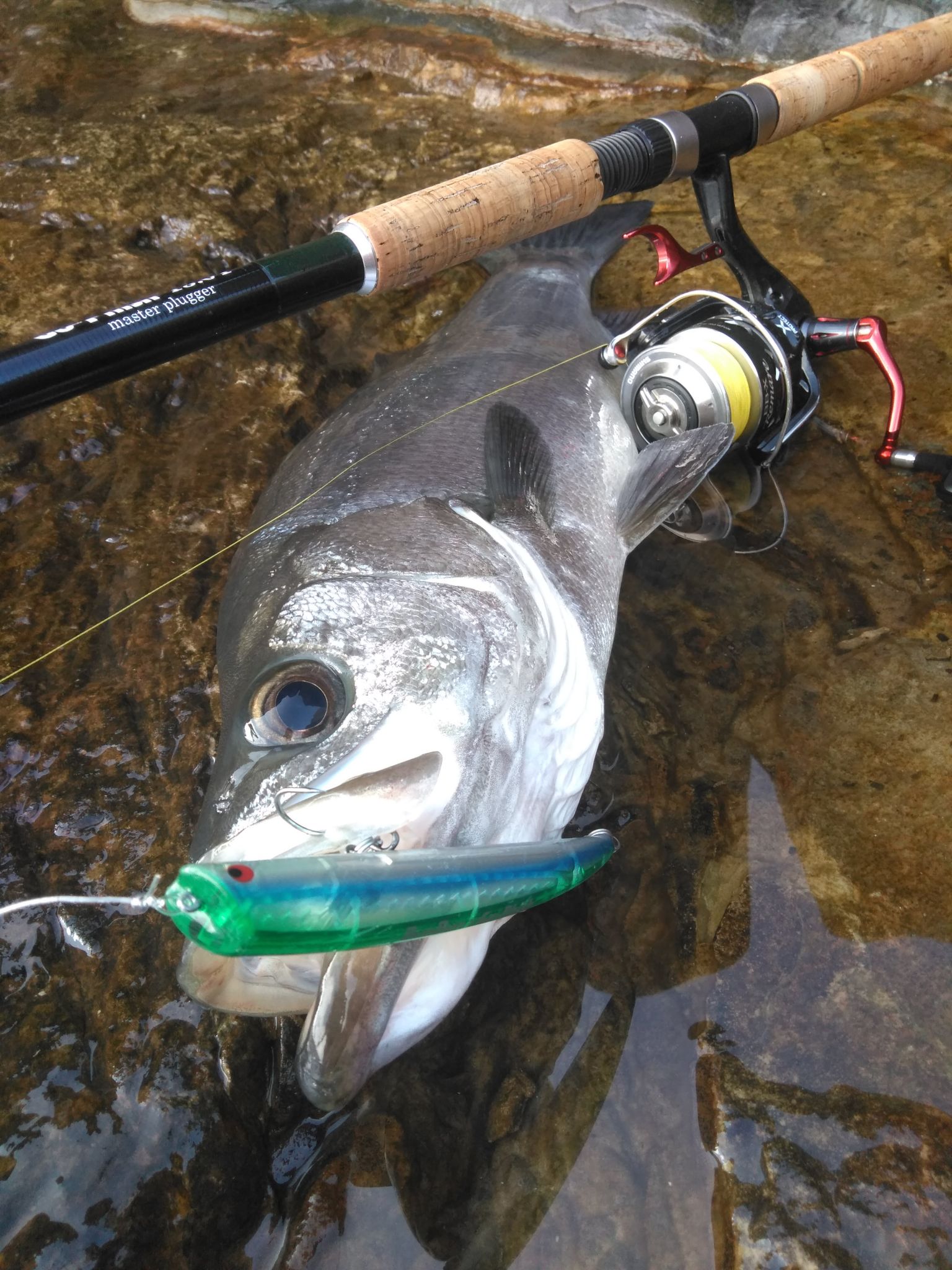 南紀ヒラスズキ釣行