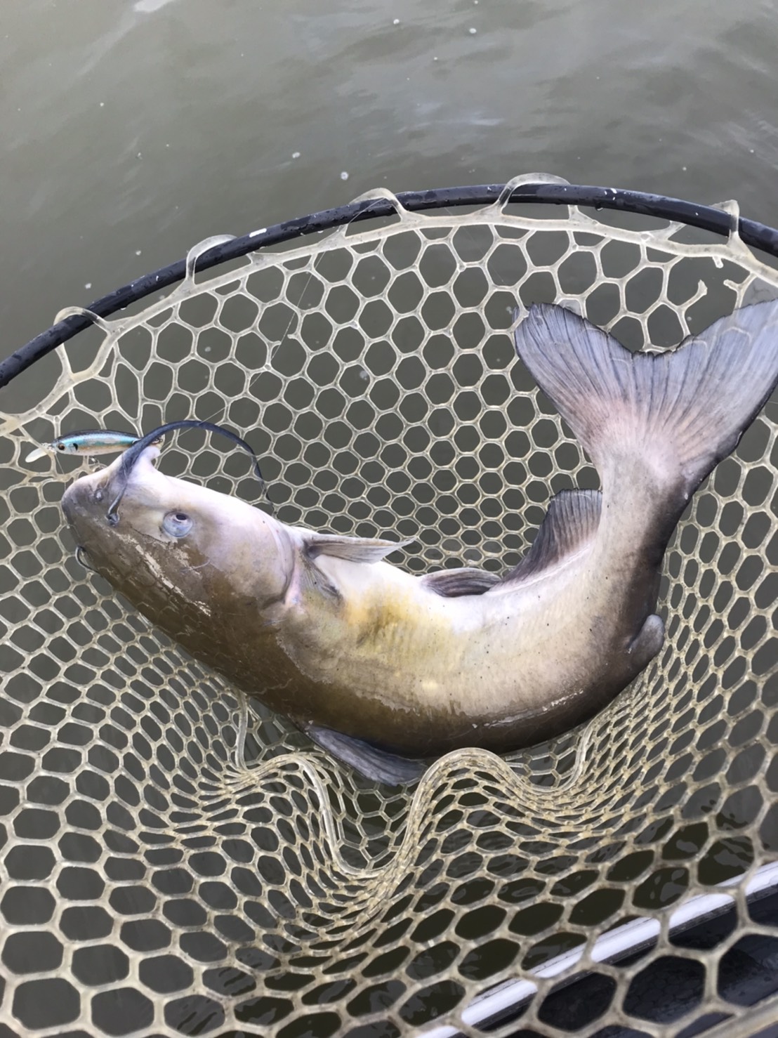 新春　霞ヶ浦　釣り初め　