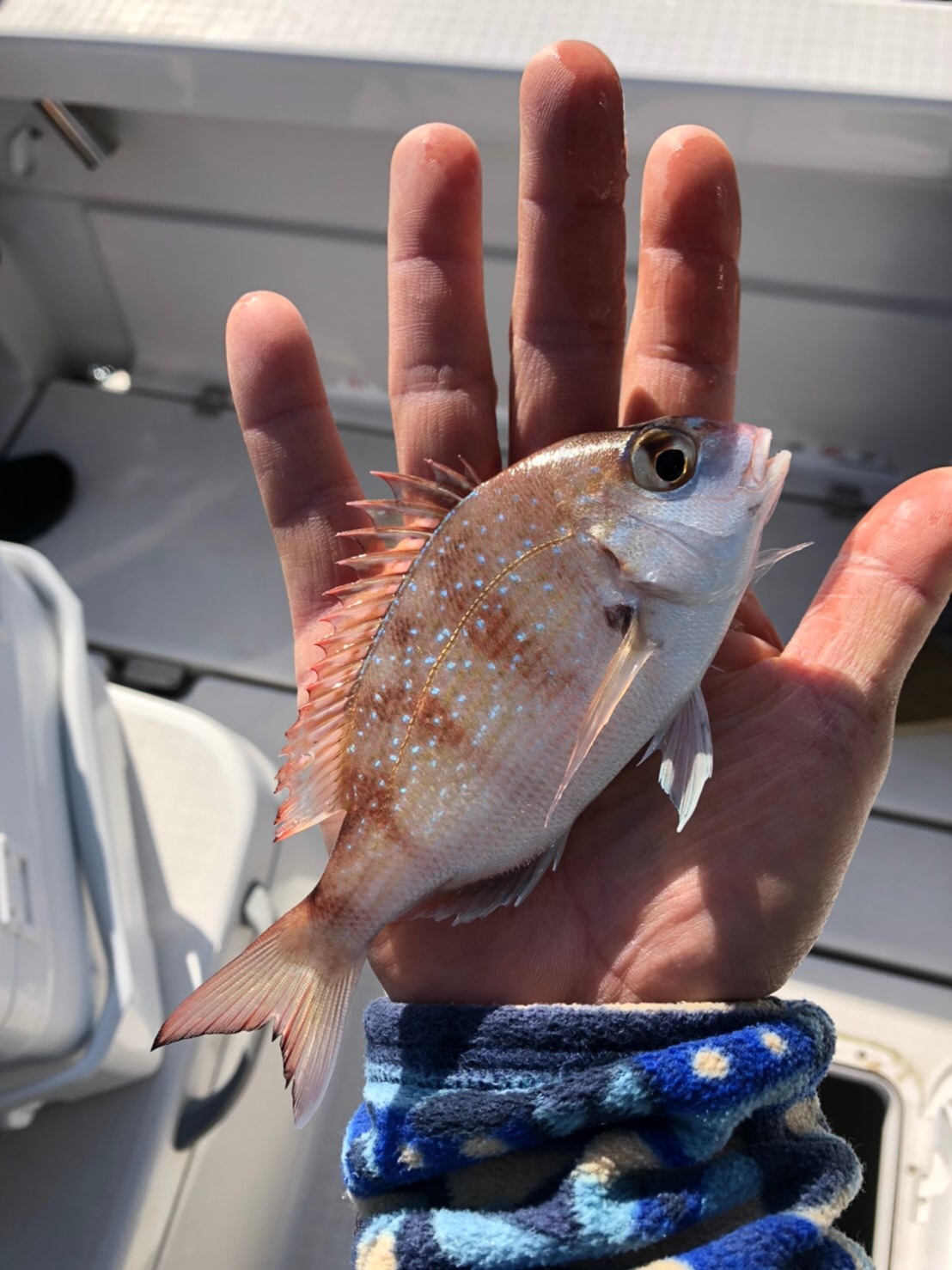 初釣り　タイサビキ時々タイラバ