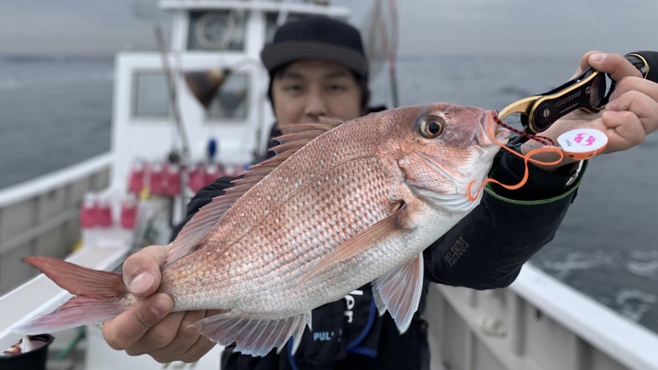 真鯛連発！東京湾タイラバ。