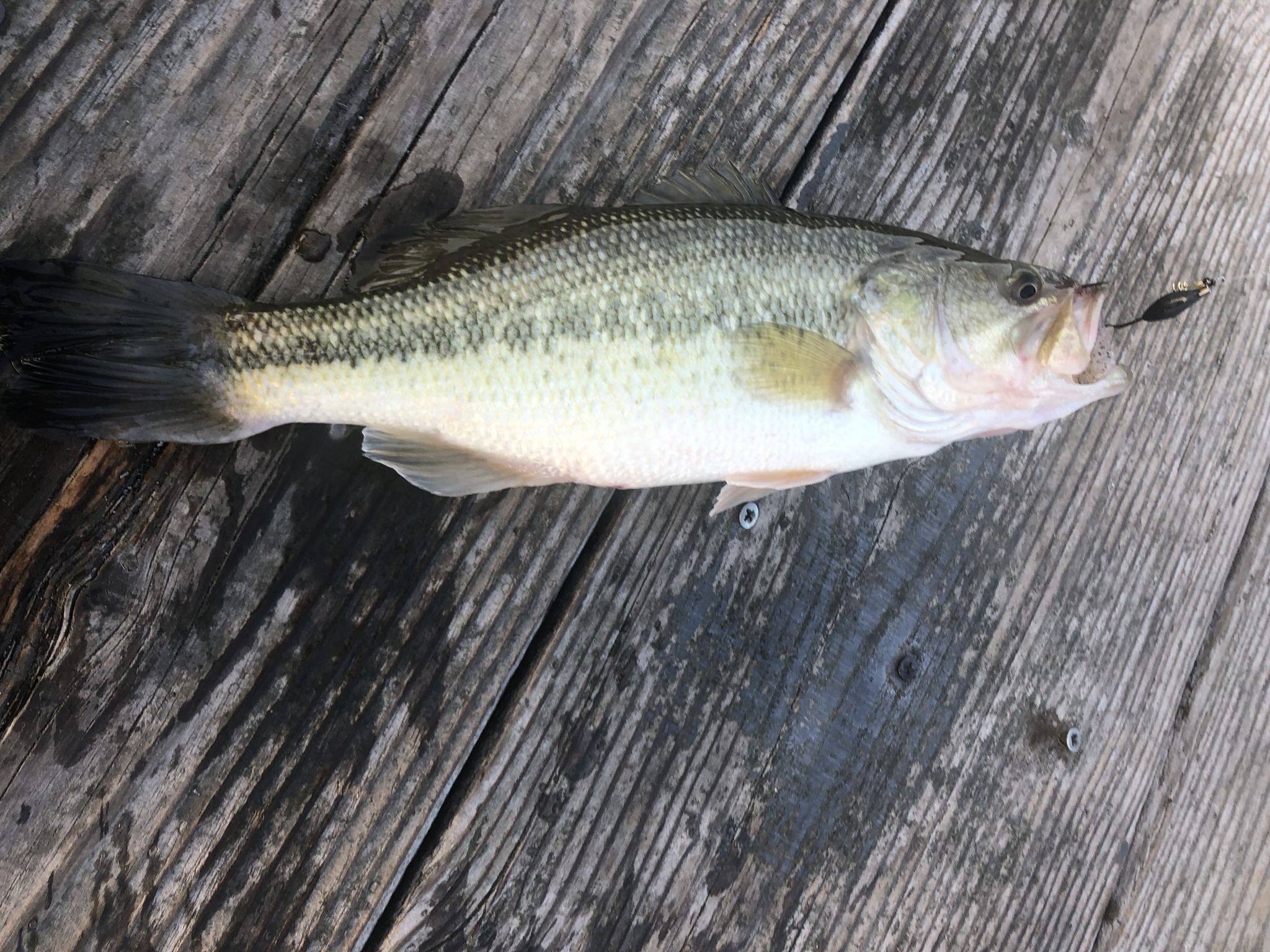 管釣り（バス）