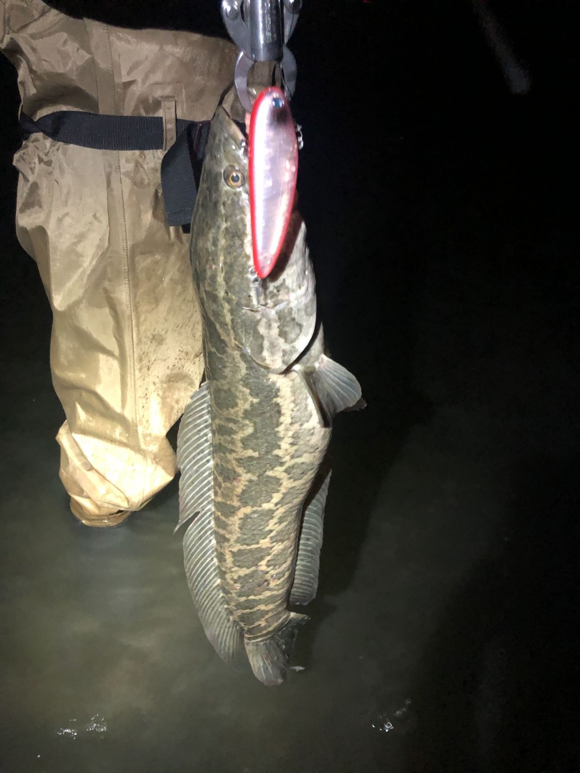 琵琶湖陸っぱり！2月の雷魚！？