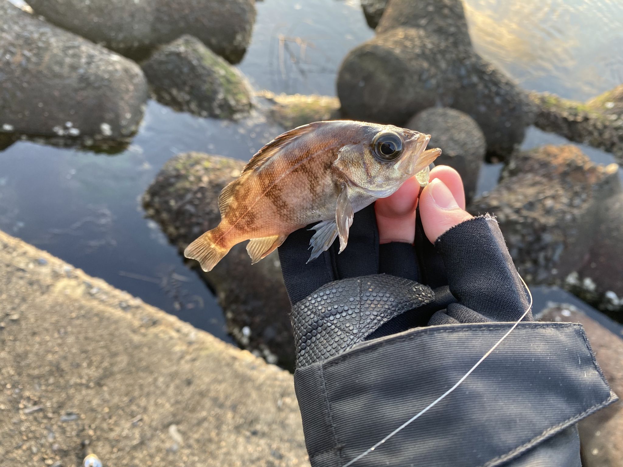 なんでも釣れたら楽しいですよね！