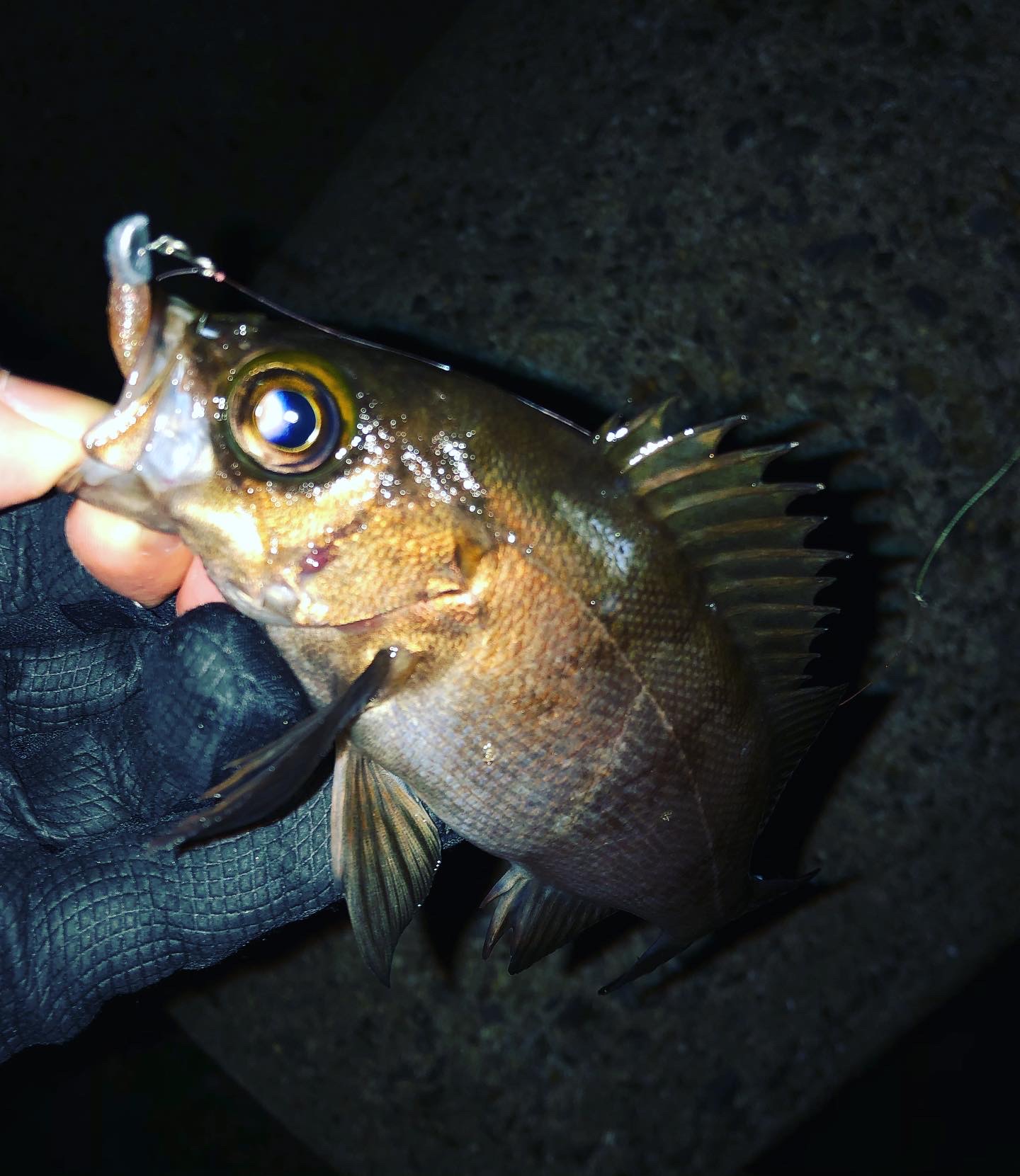 メバル時々アジ。そして嬉しいゲスト魚も！！！