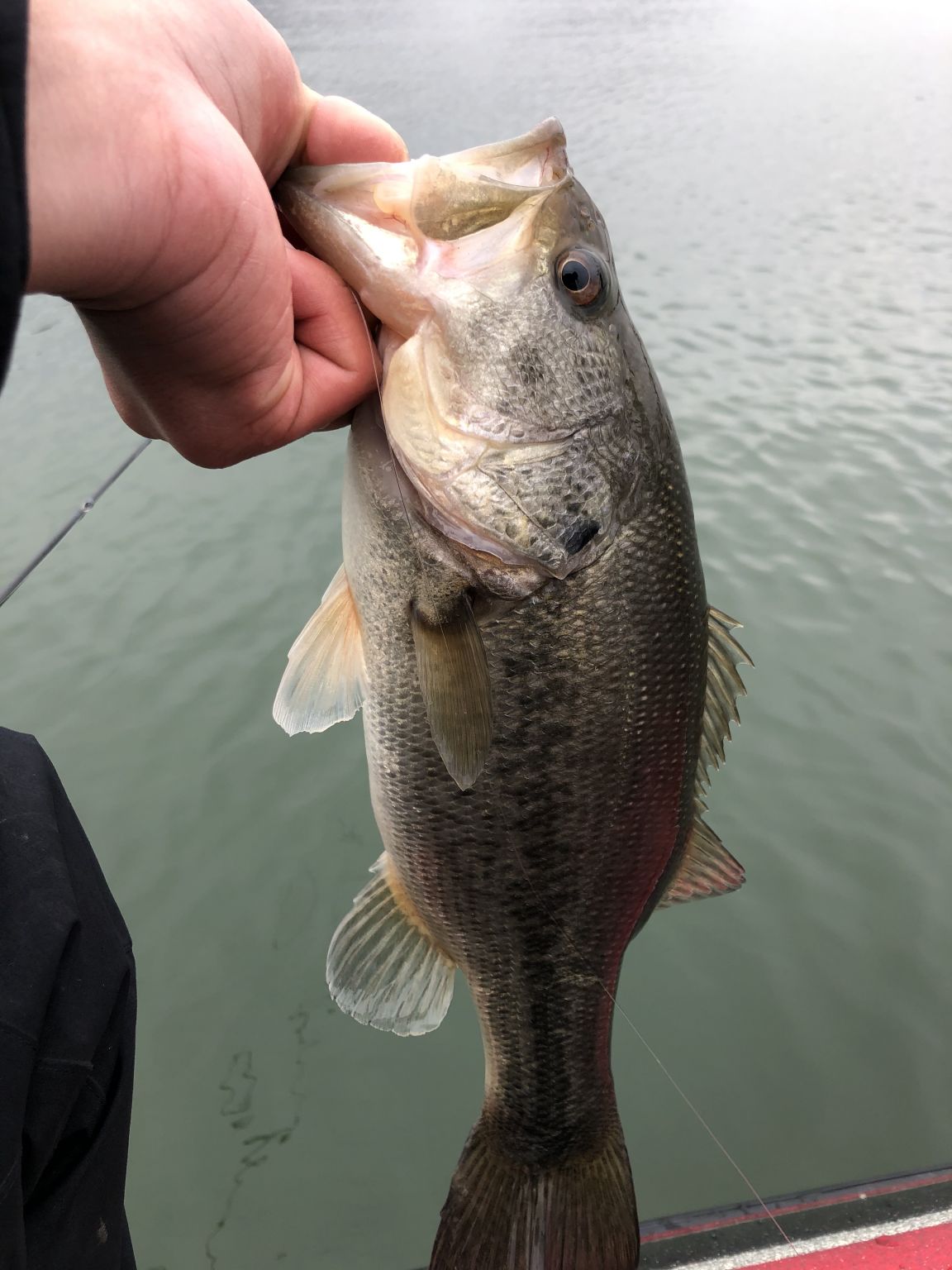 琵琶湖ボート釣行！フリーリグで4本！