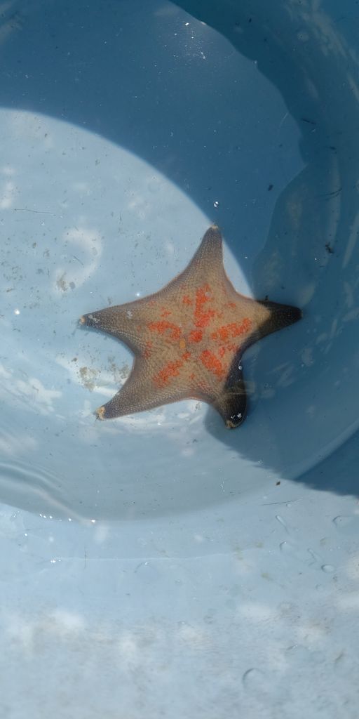 シーズン閉幕…明石のカットウフグ☆