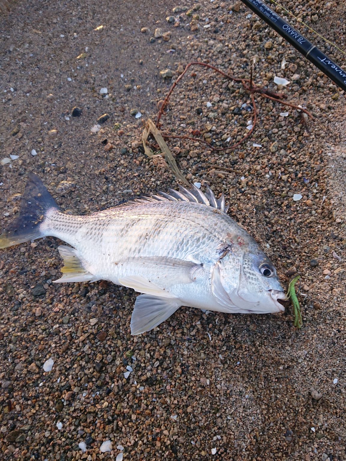 ２連休二日目、最近の目標達成